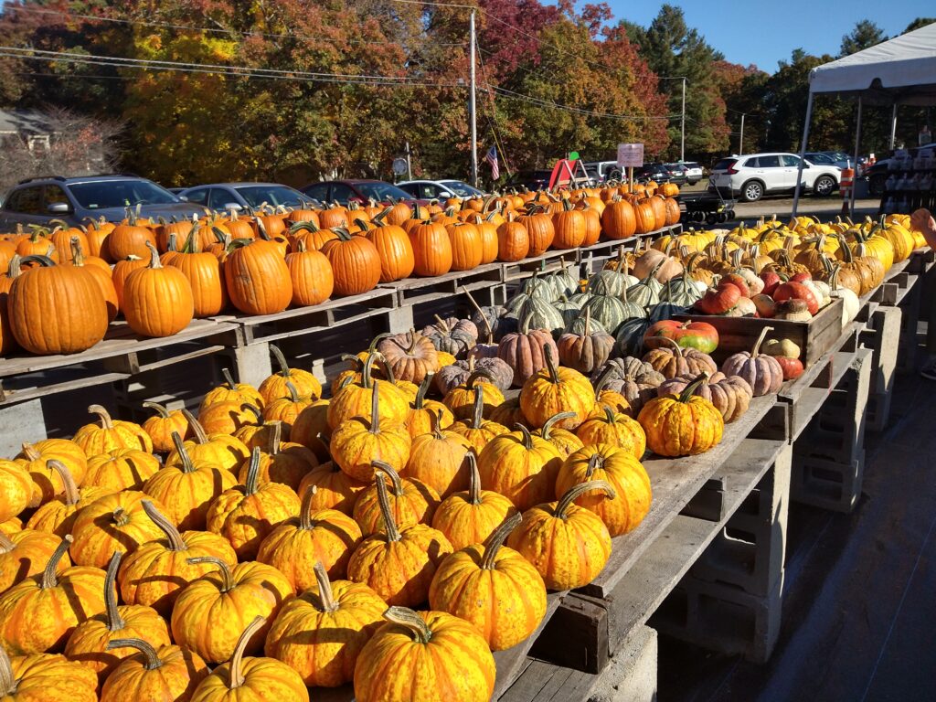 かぼちゃの画像