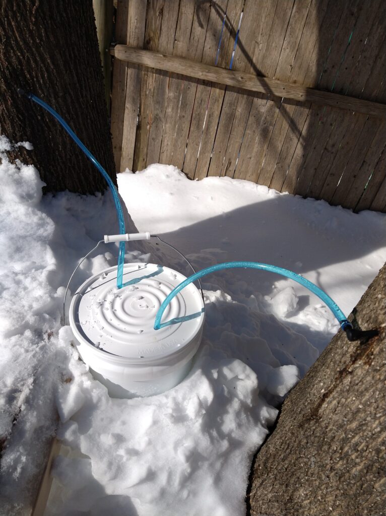 メープルシロップ画像