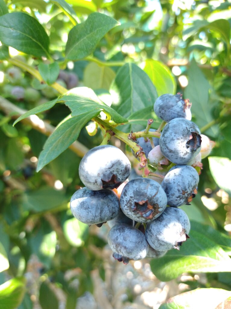 ブルーベリー画像