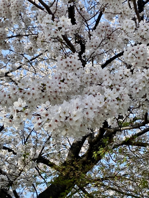 桜画像