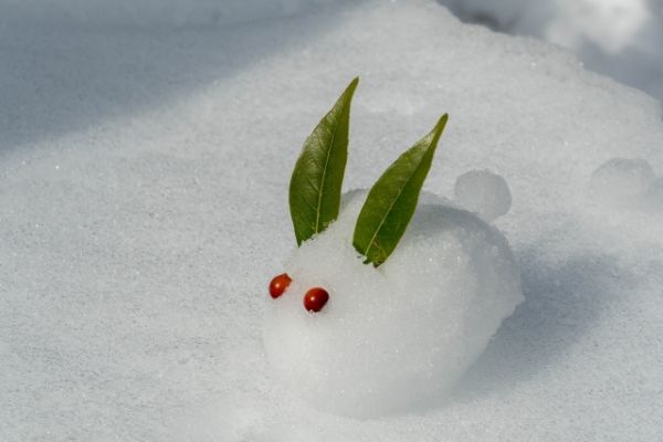 雪うさぎ画像