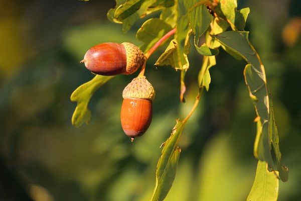 acorns