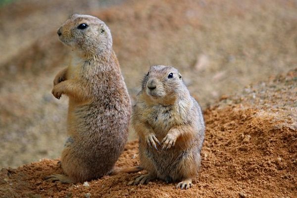 プレーリードッグ