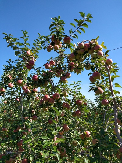 りんごの木