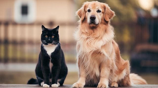 猫と犬