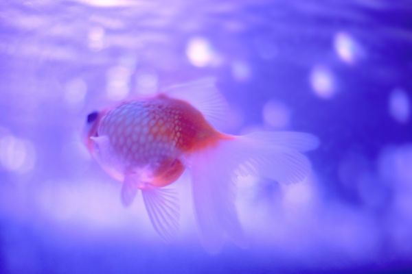 金魚