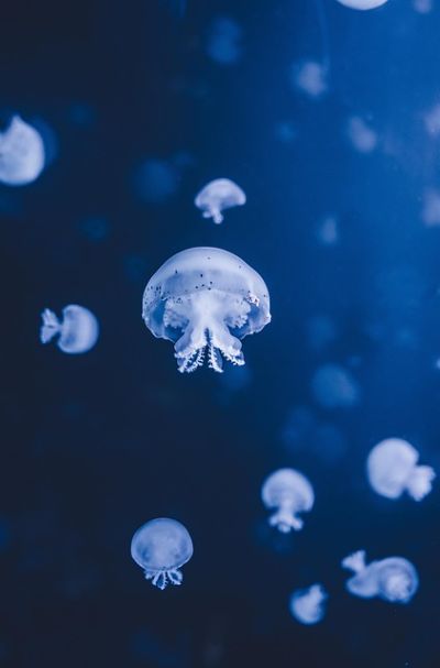 海